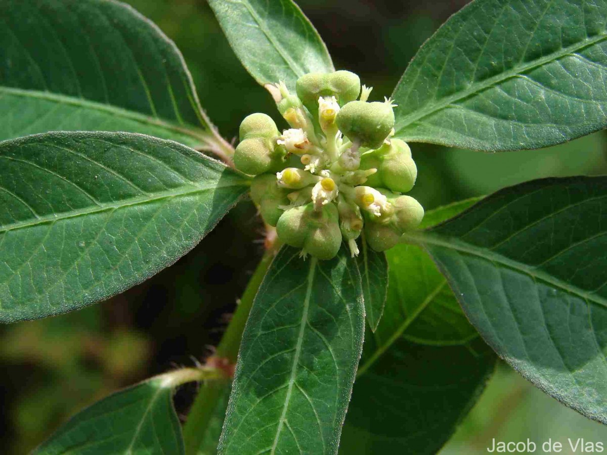 Euphorbia heterophylla L.